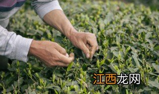 新鲜采摘的茶叶怎么制茶 新鲜采摘的茶叶怎么制茶饼