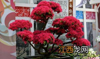 杜鹃秋季怎样修剪视频 杜鹃秋季怎样修剪