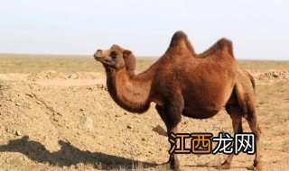骆驼的驼峰有什么作用 驼峰作用有哪些