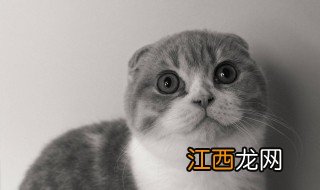 猫罐头打开后要放冰箱吗 猫罐头要放冰箱吗