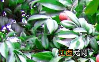 荔枝营养价值和吃荔枝的好处