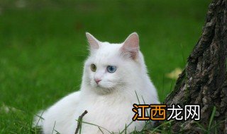 山东狮子猫寿命一般多少年 山东狮子猫寿命