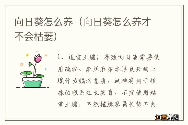 向日葵怎么养才不会枯萎 向日葵怎么养