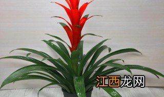 家里客厅放什么植物最好又招财 卧室放什么绿植好看又招财