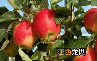 早上空腹吃苹果好吗 哪些食特不能空腹吃