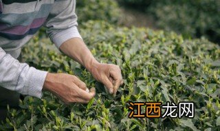 武夷岩茶叶底怎么看 武夷岩茶的叶底