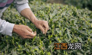 新鲜茶叶采摘后怎么储存，新鲜茶叶采摘后怎么储存方法