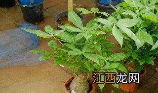 家里放什么绿植招财运好 家里风水上放什么绿植招财