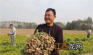 种麦茬花生用什么化肥最好 种麦茬花生用什么化肥