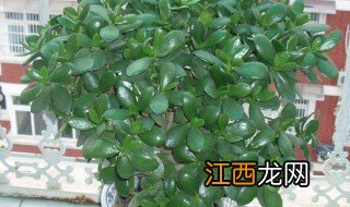 植物玉树的养殖方法视频 植物玉树的养殖方法