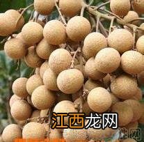 吃桂圆的好处和坏处