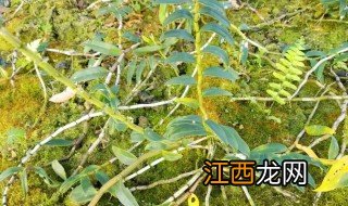 沙地适合种植什么药材 沙地适合种什么药材