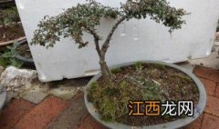 平枝荀子盆景怎么养殖 平枝荀子盆景怎么养