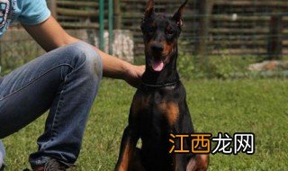 杜宾训练方法有哪些 杜宾训练方法