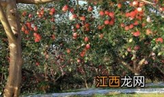 苹果果锈怎么防治 苹果果锈怎样防治