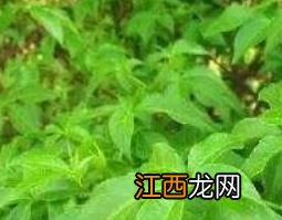 刺五加的功效与作用 刺五加的食用方法