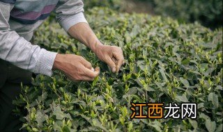 怎么看茶叶有没有农药 如何判断茶叶有化肥