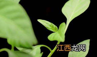 长方形桌子放什么绿植招财 办公桌摆放什么植物最招财