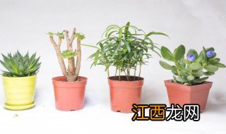 新房装修好放什么绿植招财 新房装修好放什么绿植好