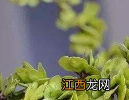 榆荚仁的功效与作用