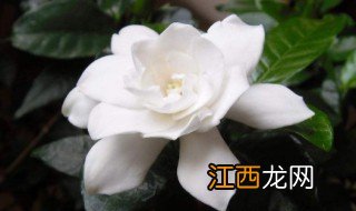 栀子花叶子发黄干枯掉叶子怎么办 桅子花什么时候换盆