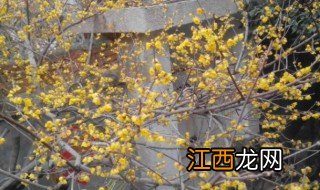 黄金梅的养殖方法和注意事项 视频 黄金梅的养殖方法