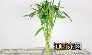 餐厅放什么大绿植招财，餐厅放什么大绿植招财又旺财