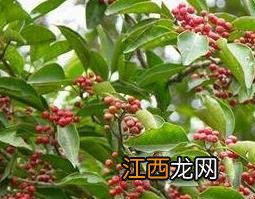 红果冬青的果实能吃吗 红果冬青的药用价值