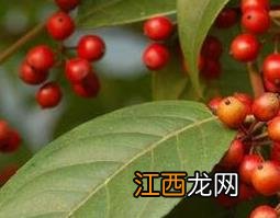 红果冬青的果实能吃吗 红果冬青的药用价值