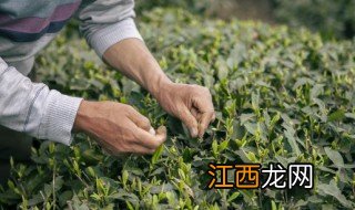 什么地方产地的茶叶最好 哪个地方产的茶叶最好