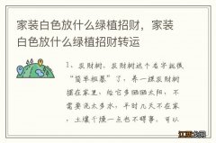 家装白色放什么绿植招财，家装白色放什么绿植招财转运