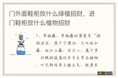 门外面鞋柜放什么绿植招财，进门鞋柜放什么植物招财