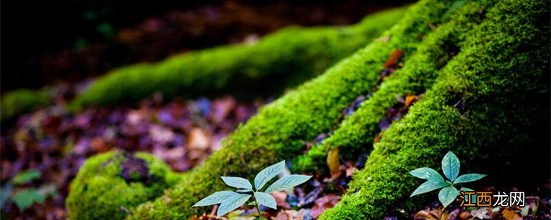 目前苔藓植物中可供食用的种类