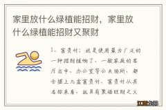 家里放什么绿植能招财，家里放什么绿植能招财又聚财