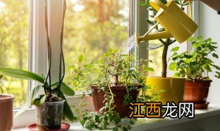 教室后面放什么绿植招财转运 教室后面放什么绿植招财