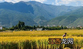 2019年大理洱海边的农田怎么规划