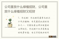 公司里放什么绿植招财，公司里放什么绿植招财又旺财