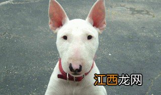 牛头梗怎么养才能让脸变大变宽 牛头梗怎么养