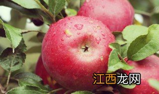 家里怎么烤苹果好吃 苹果怎样烤好吃