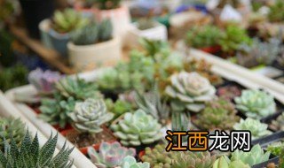 什么绿植放家里招财又旺财，家里放什么绿植招财运好