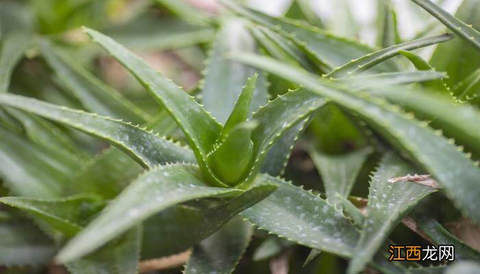 芦荟的种植方法 芦荟的种植方法详细