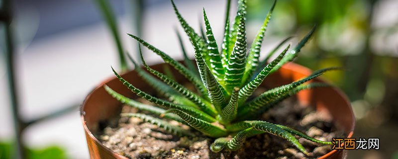 芦荟的种植方法 芦荟的种植方法详细