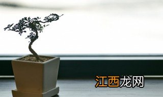 落地窗前放什么绿植招财 窗户上放什么植物招财