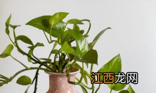 男领导家里放什么绿植招财，男领导家里放什么绿植招财辟邪