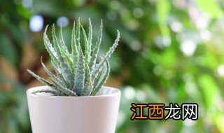 一般房间放什么绿植招财 室内放什么绿植招财