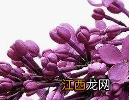 紫丁香花籽的作用与功效