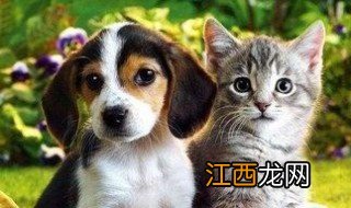 养母狗和公猫的区别有哪些图片 养母狗和公猫的区别有哪些