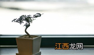 办公桌旁放什么绿植招财，办公桌旁放什么绿植招财旺财