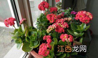 玉树如何嫁接长寿花视频 玉树如何嫁接长寿花