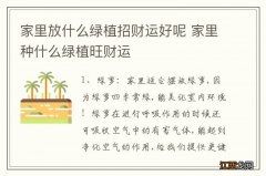 家里放什么绿植招财运好呢 家里种什么绿植旺财运